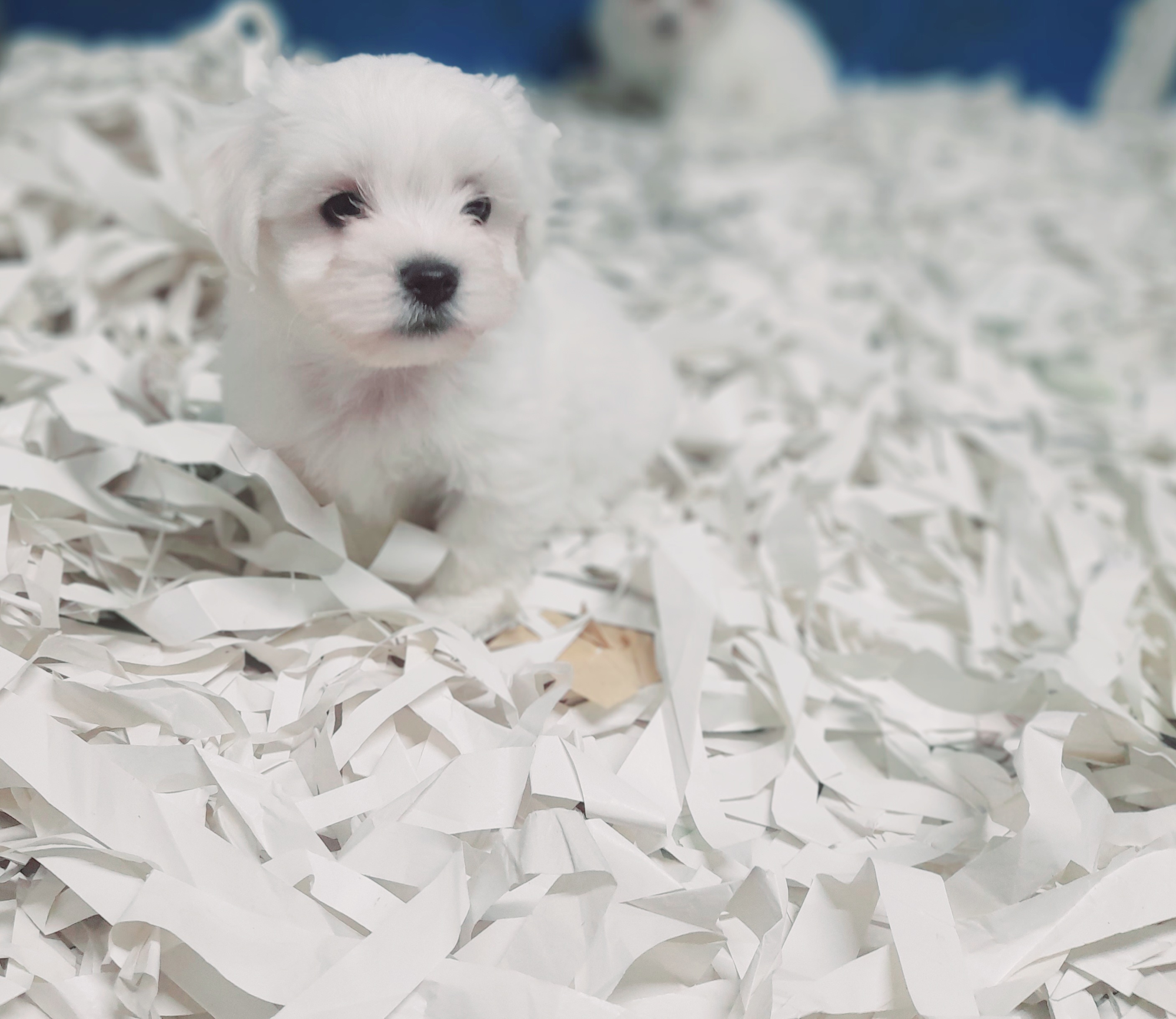 Satılık Maltese Terrier